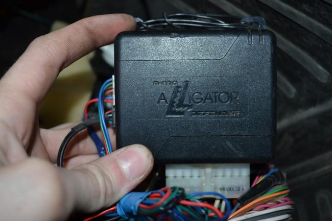 Аллигатор Аллигатор