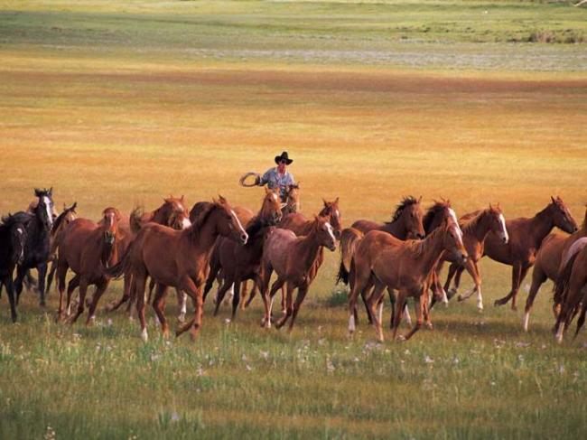 Чем больше "лошадей", тем больше мощность двигателя Большой табун лошадей