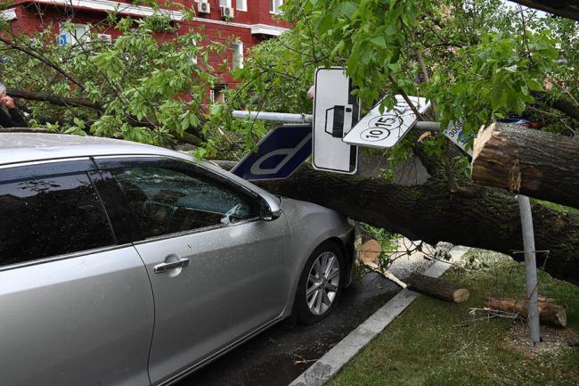 Дерево упало на машину Дерево упало на машину