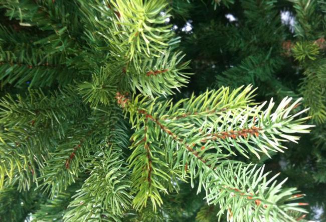 Как очистить автомобиль от сосновой смолы Как очистить автомобиль от сосновой смолы