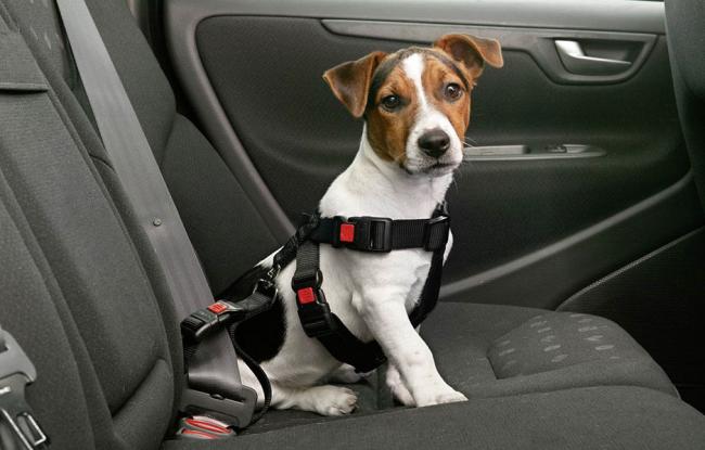 Как перевозить животных в машине Как перевозить животных в машине