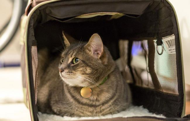 Перевозка кошки в машине Перевозка кошки в машине