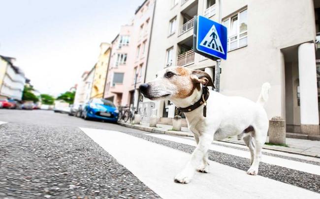 Пес переходит автомобильную дорогу Собака идет по пешеходному переходу