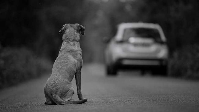 Собака сидит на проезжей части Собака смотрит вслед автомобилю