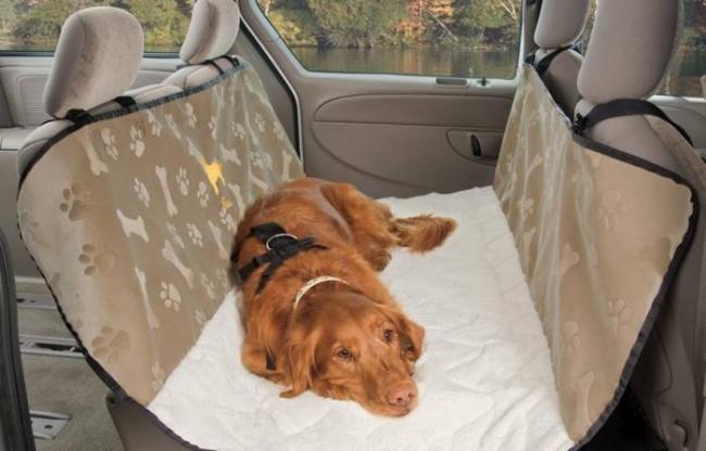 Собаку укачивает в машине Собаку укачивает в машине