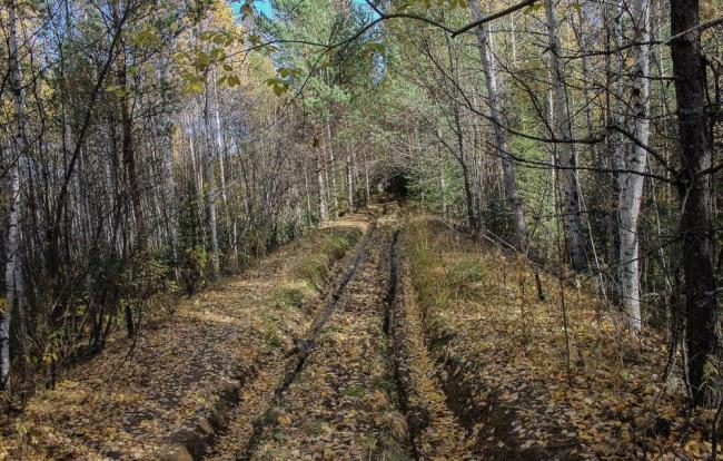 Старая дорога в лесу Старая колея