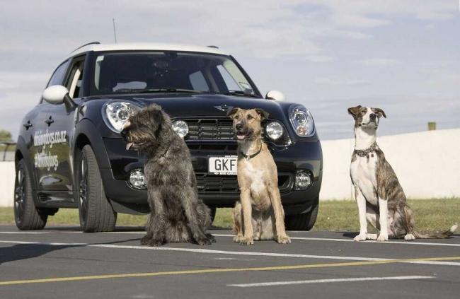 Собаки сидят возле машины Три собаки перед черной машиной